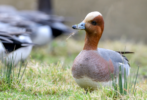 Wildlife Sightings for 30th December 2023